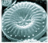 File:Nano Bioscience Magnetotactic Bacterium Oak Ridge Attribution.jpg