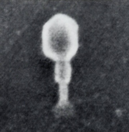 Observation of T2-bacteriophages, Prof. A. V. Crewe, 1972, Equipment: HFS-2 FE-SEM