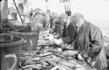 File:Microeconomics Fish Selling.jpg