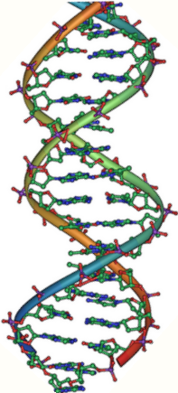 File:DNA double helix.PNG